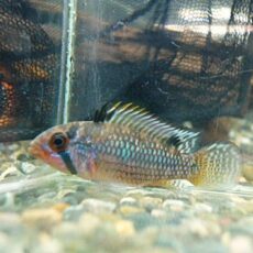 アピスト　オルテガイＡＭＰＩＹＡＣＵ　ペア　２０２５年１２月１６日入荷