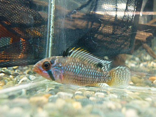 アピスト オルテガイAMPIYACU ペア 2025年12月16日入荷 オルテガイ(パパゲイ、ペバス)