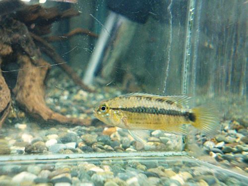 アピスト オルテガイAMPIYACU ペア 2025年12月16日入荷 オルテガイ(パパゲイ、ペバス)