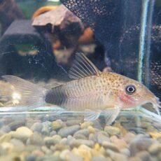 コリドラス　マツザカエ　２０２５年１２月１８日入荷