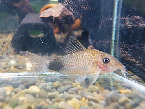 コリドラス　マツザカエ　２０２５年１２月１８日入荷