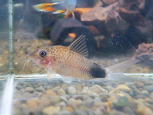 コリドラス　マツザカエ