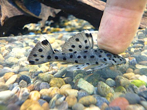 シャドーホワイトトリムプレコ