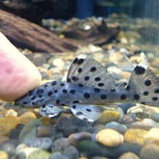 シャドーホワイトトリムプレコ①　２０２５年１２月１８日入荷