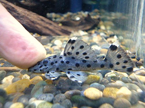 シャドーホワイトトリムプレコ①　２０２５年１２月１８日入荷