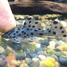 シャドーホワイトトリムプレコ②　２０２５年１２月１８日入荷