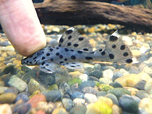 シャドーホワイトトリムプレコ②　２０２５年１２月１８日入荷