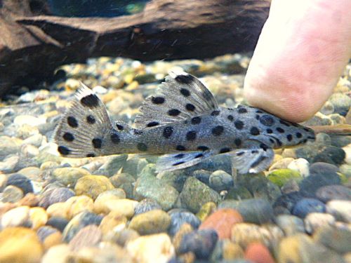 シャドーホワイトトリムプレコ