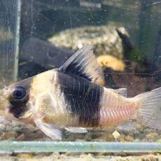 コリドラス　ニューショートノーズビコロール②　２０２５年１２月１１日入荷