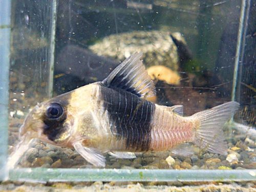 コリドラス　ニューショートノーズビコロール②　２０２５年１２月１１日入荷