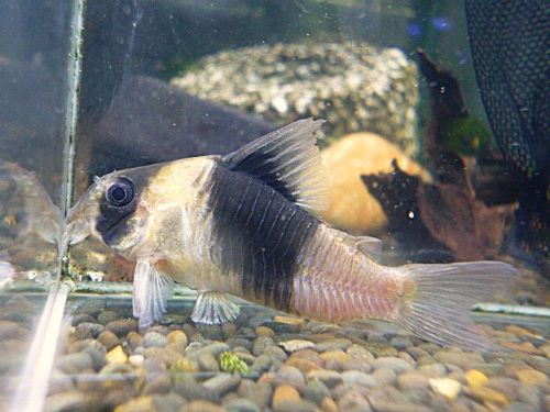 コリドラス　ニューショートノーズビコロール