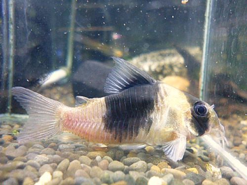 コリドラス　ニューショートノーズビコロール