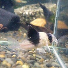 コリドラス　ニューショートノーズビコロール③　２０２５年１２月１１日入荷