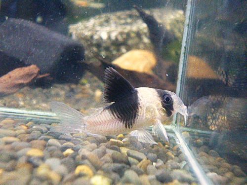 コリドラス　ニューショートノーズビコロール③　２０２５年１２月１１日入荷