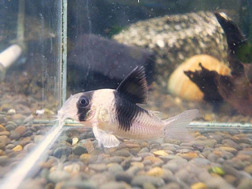 コリドラス　ニューショートノーズビコロール