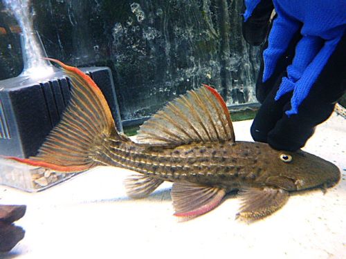 スカーレットトリムプレコ