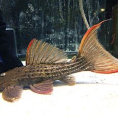 スカーレットトリムプレコ約１８ｃｍ　２０２５年１２月２５日入荷