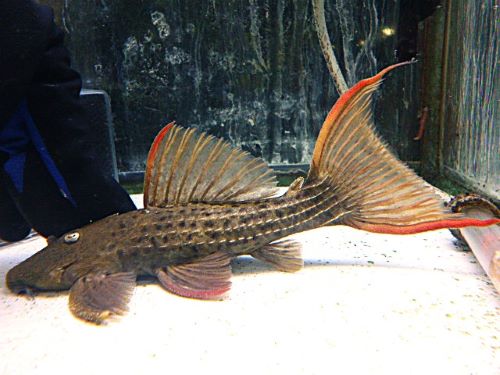 スカーレットトリムプレコ約１８ｃｍ　２０２５年１２月２５日入荷