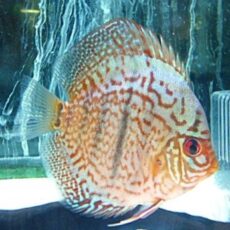 モザイクレオパードディスカス⑩　２０２５年１２月１７日入荷