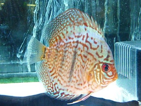 モザイクレオパードディスカス⑩　２０２５年１２月１７日入荷