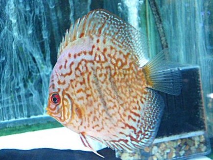 モザイクレオパード・ディスカス