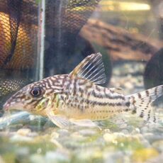 コリドラス　ピンヘイロイ　２０２５年１２月１６日入荷