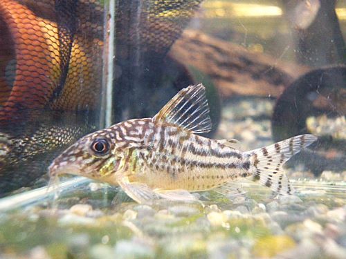 コリドラス　ピンヘイロイ　２０２５年１２月１６日入荷