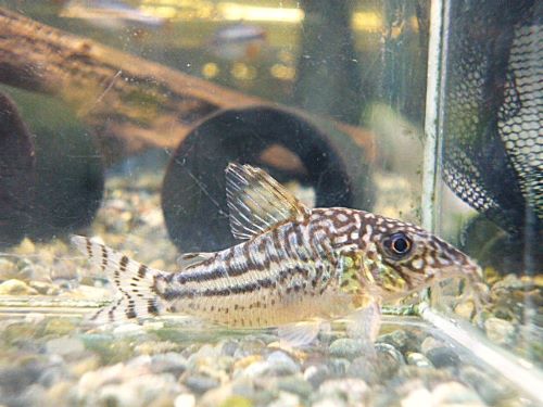 コリドラス　ピンヘイロイ