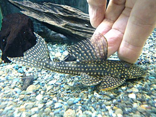 ホワイトナイトアンジェリカスプレコ