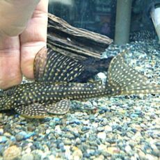 ホワイトナイトアンジェリカスプレコ　２０２５年１２月２３日入荷