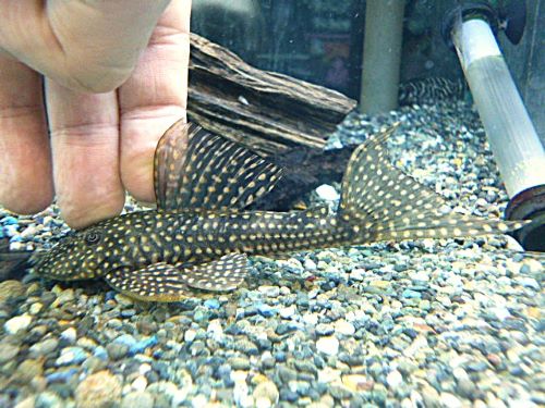 ホワイトナイトアンジェリカスプレコ　２０２５年１２月２３日入荷