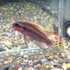 ペルヴィカタエニアータス　ナイジェリアレッド　ペア　Ｒ７年１２月２２日入荷