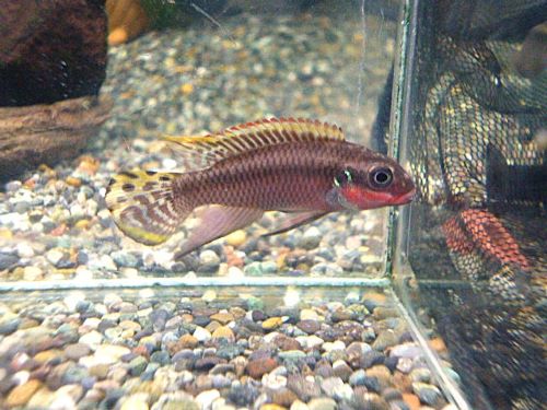 ペルヴィカタエニアータス　ナイジェリアレッド