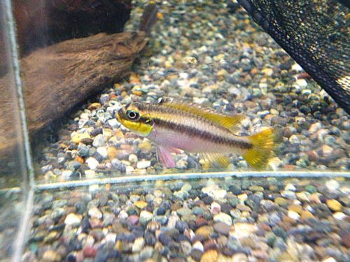 ペルヴィカタエニアータス　ナイジェリアレッド