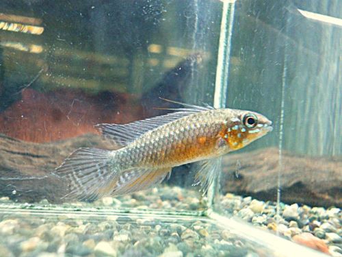 アピスト　エリザベサエ　スーパーレッド　ペア　２０２５年１２月２３日入荷