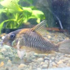 コリドラス　ショートノーズルイーザ　２０２５年１２月１２日入荷