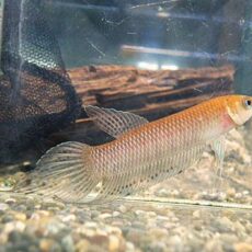 ＷＩＬＤベタ　シモルムＪａｍｂｉ　ペア　２０２５年１２月２０日入荷