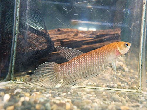 ＷＩＬＤベタ　シモルムＪａｍｂｉ　ペア　２０２５年１２月２０日入荷