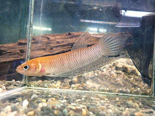 ベタ・シモルム