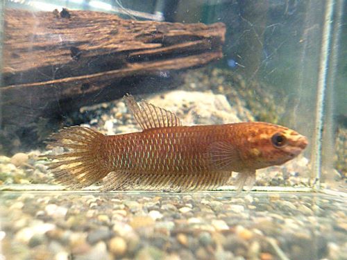 ベタ・シモルム