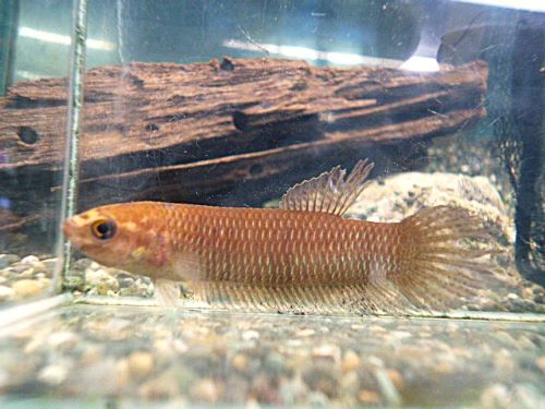 ベタ・シモルム