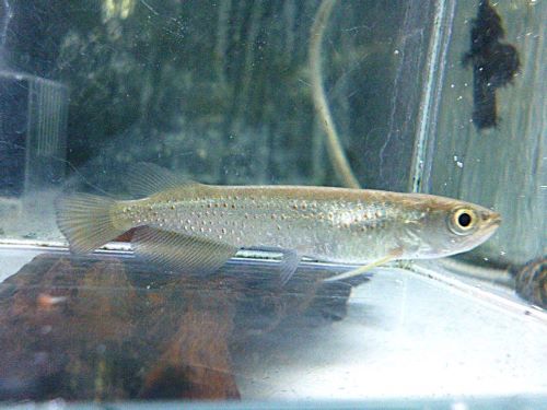 スポッテッドバラムンディ　２０２５年１２月２５日入荷