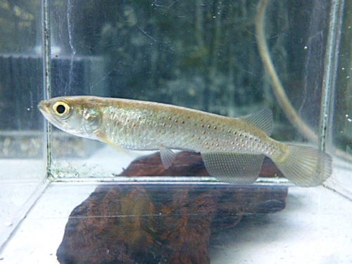 スポッテッドバラムンディ