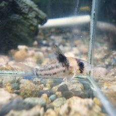 コリドラス　コルレア　スペシャルプライス！！！Ｒ７年１２月２０日入荷