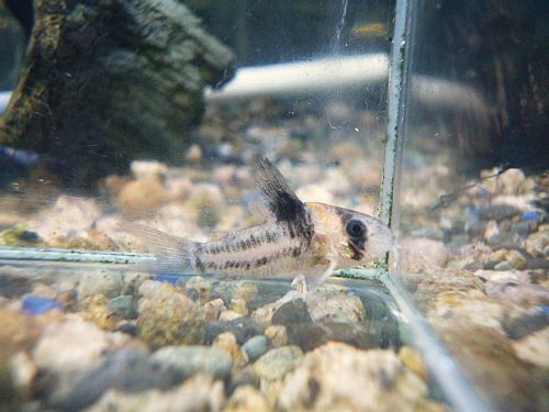 コリドラス　コルレア　スペシャルプライス！！！Ｒ７年１２月２０日入荷