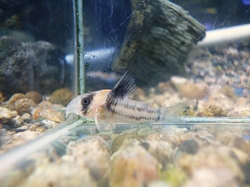 コリドラス　コルレア