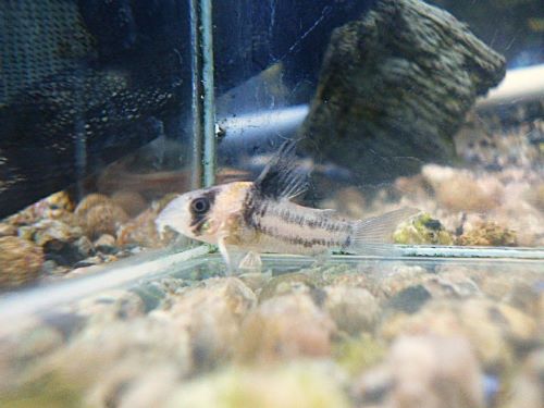 コリドラス　コルレア