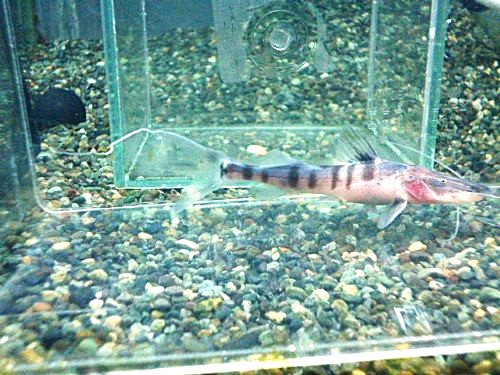 ゼブラキャット