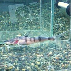 ゼブラキャット①　２０２５年１２月２３日入荷