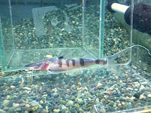 ゼブラキャット①　２０２５年１２月２３日入荷